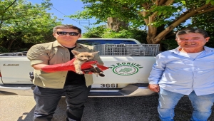 Hatay'da yaralı bulunan tilki tedavi altına alındı