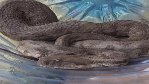 Iğdır'da bir evin bahçesinde bulunan koca engerek yılanı Ağrı Dağı'na bırakıldı