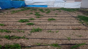 Kahramanmaraş'ta uyuşturucu operasyonunda bir kişi gözaltına alındı