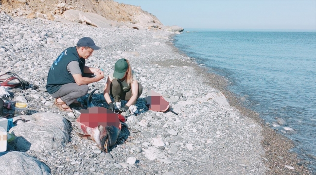 Karadeniz'de görülen yunus ölümleri araştırılıyor