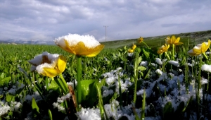 Kars'ta mayıs ayında yağan kar tarım alanlarını beyaza bürüdü 