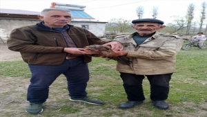 Kars'ta yaralı bulunan kızıl şahin tedavi altına alındı