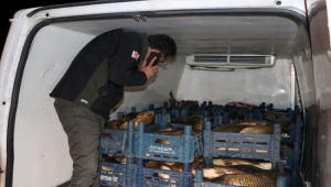 Kayseri'de kaçak avlanılan 1,5 ton balık ele geçirildi
