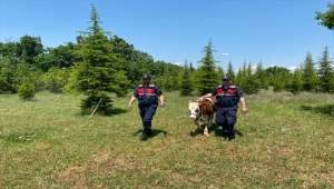 Kırklareli'nde kayıp büyükbaş dronla bulundu