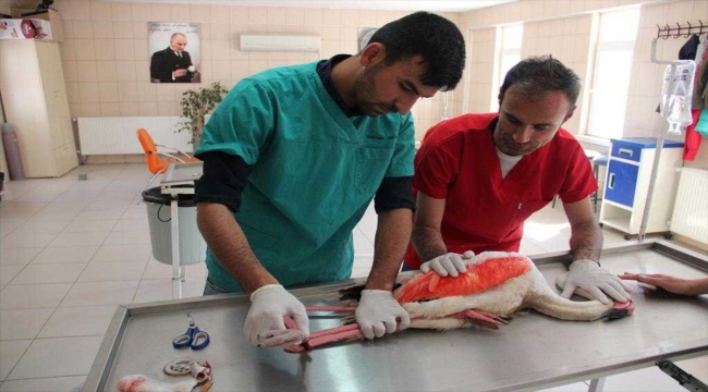Kırşehir'de yaralı flamingo tedavi ediliyor
