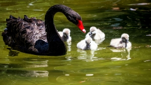 Kuğulupark'ın "çirkin ördek yavruları" suyla tanıştı