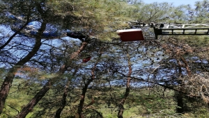 Manisa'da ağaçta asılı kalan amatör paraşütçü kurtarıldı