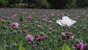 Manisa'da çiçek açan haşhaş tarlaları ovaya renk kattı