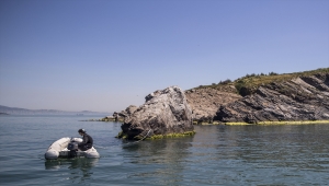 Marmara'da uzun yıllardır görülmeyen deniz canlıları yeniden ortaya çıktı