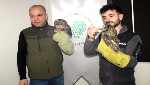 Ordu'da tedavi edilen iki baykuş doğaya bırakıldı