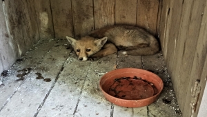 Osmaniye'de bitkin bulunan tilki ve çakal yavrusu korumaya alındı