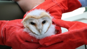 Şanlıurfa'da bitkin bulunan 4 peçeli baykuş korumaya alındı