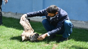 Şanlıurfa'da nesli tehlikede olan yaralı küçük akbaba tedavi edildi