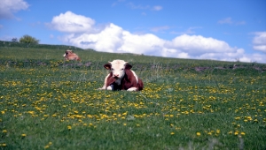 Tepeleri karla kaplı Ardahan'ın Posof ilçesinde meralarda çiçek açtı
