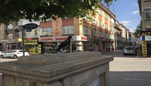 Ağaçtan düşen karga yavrusunu vatandaşlar ağaca bıraktı