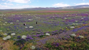 Ağrı'da rengarenk çiçeklerle kaplanan tarlalar ve dağlar dronla görüntülendi