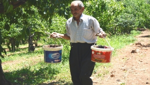 Amanos Dağları'nda kiraz hasadı başladı