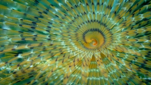 Aslan balığı, Ege'de fotoğraf tutkunu dalgıçların kadrajına giriyor