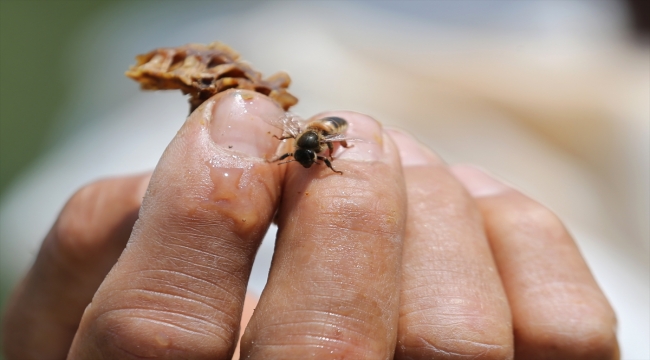 Bahçesine toplanan arılarla başladığı üretimi 30 yıldır sürdürüyor
