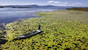 Beyşehir Gölü'ndeki nilüferler bölgenin cazibesini artırdı