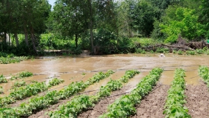 Bilecik'te doludan etkilenen tarım alanlarında hasar tespit çalışmasına başlandı