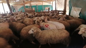 Bilecik'te havaların ısınmasıyla koyunların kırkılmasına başlandı