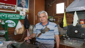 Bitkin halde bulup beslediği sincap çay ocağının "elemanı" oldu