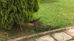 Bolu'da çobanların bulduğu kızıl geyik yavrusu korumaya alındı