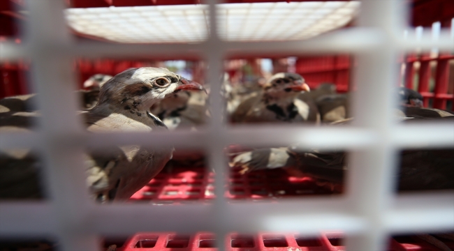 Çanakkale'de süne zararlısıyla mücadele için 2 bin keklik salındı