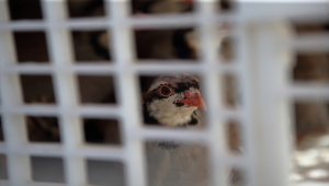 Çorum'da süneyle mücadele amacıyla doğaya bin keklik salındı