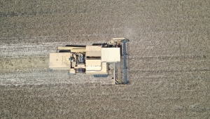 Edirne'de hasadına başlanan buğdayın rekoltesi yüz güldürüyor