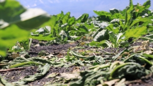 Erzincan'da çiftçiler tarlalarını domuzlardan korumak için nöbet tutuyor