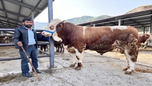 Erzurum'daki hayvan pazarlarında kurban hareketliliği başladı