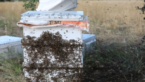 Gezginci arıcıların "oğul alma" mesaisi başladı