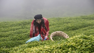 Giresun'da çay hasadı etkinliği düzenlendi