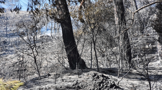 GÜNCELLEME - 2 - Muğla'daki orman yangını söndürüldü