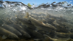 İnci kefalinin zorlu yolculuğu su altı kamerasında