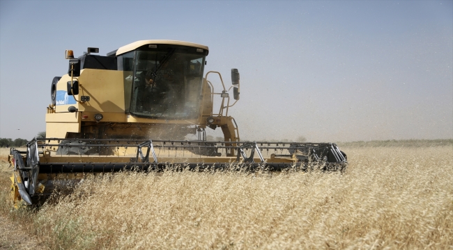 İran'ın Kazvin eyaletinde tahıl rekoltesi ciddi oranda düştü
