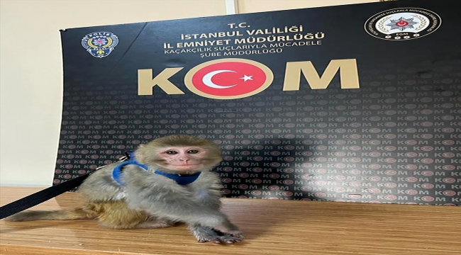 İstanbul merkezli 14 ilde tropik hayvan satışına operasyon