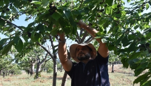 İzmir'de üniversite öğrencileri aşevleri için bahçede kalan kirazları topladı
