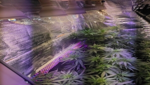 Kahramanmaraş'ta banyoda Hint keneviri yetiştiren zanlı yakalandı