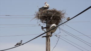 Kars'ta yumurtadan çıkan yavru leylekler büyümeye başladı