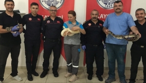 Kayseri'de itfaiyeciler yılan yakalama etiğimi aldı