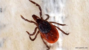 Kayseri'de KKKA şüphesiyle ölüm