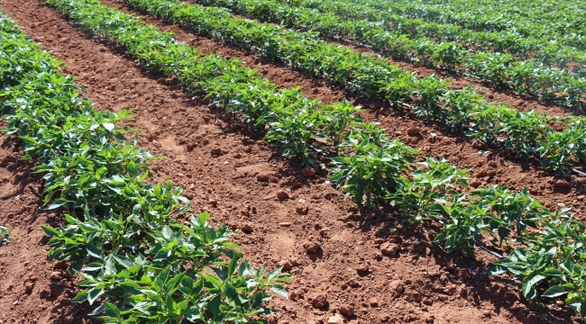 Kilis'te çiftçiler biber hasadına başladı