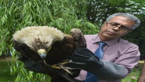 Kırklareli'nde bitkin halde bulunan kaya kartalı koruma altına alındı