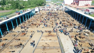 Kurbanlıklar pazara inince sıkı pazarlıklar da başladı