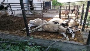 Kütahya'da yıldırım isabet eden ahırdaki 4 büyükbaş hayvan telef oldu