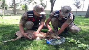 Malatya'da jandarmanın bulduğu yaralı dağ keçisi tedavi altına alındı