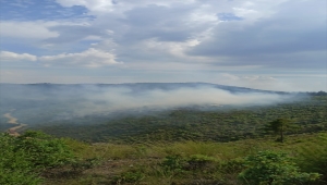 Manisa'da çıkan orman yangını kontrol altına alındı
